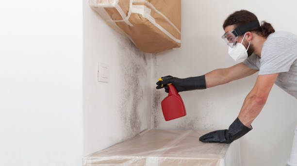 Professional Basement Mold Remediation technician working in Port Townsend, WA