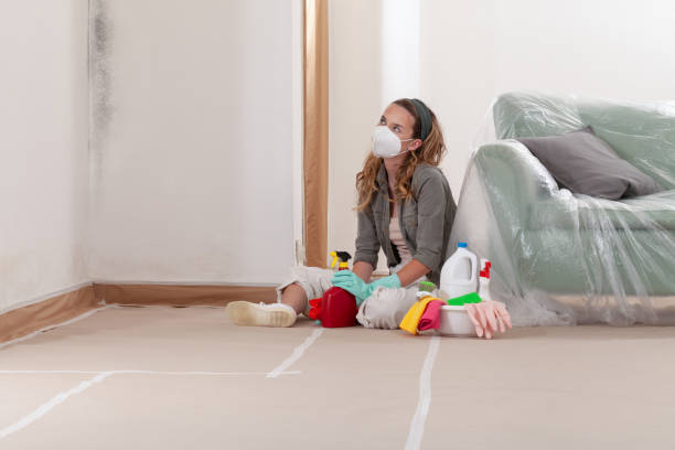 Reliable Basement Mold Remediation contractor in Port Townsend, WA by Mold Remediation HQ