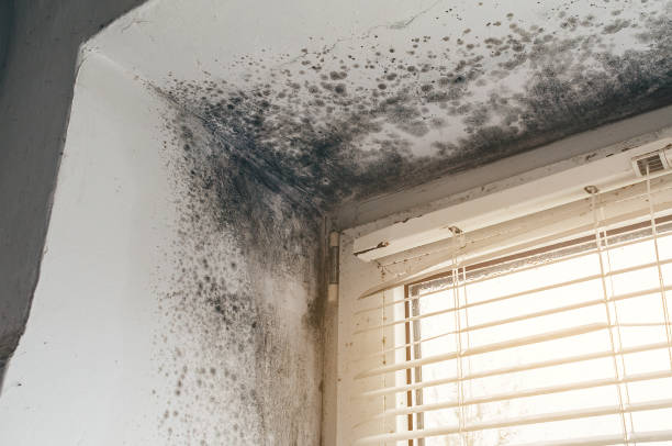 Affordable Basement Mold Remediation solutions in Port Townsend, WA